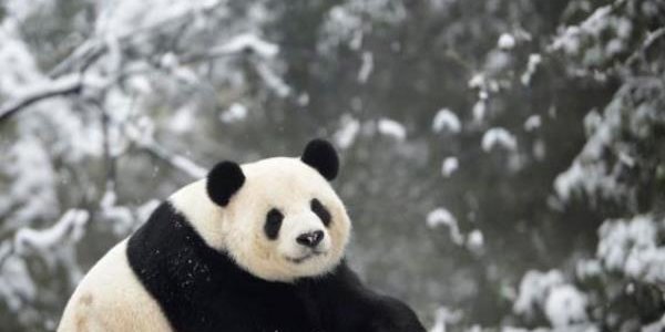 На северо-восток Китая обрушились сильные снегопады