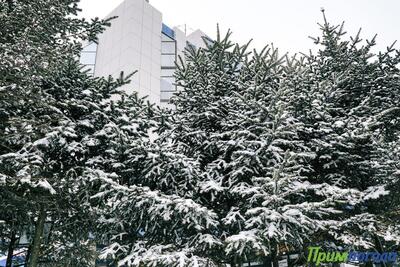 Небольшие осадки ожидаются в Приморье в ближайшие сутки