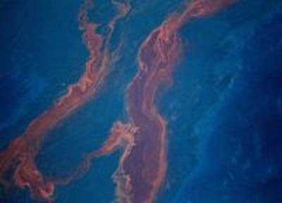 С нефтью в Мексиканском заливе будут бороться волосами и мусором
