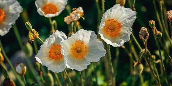 Теплая и без осадков погода продержится в Приморье до четверга