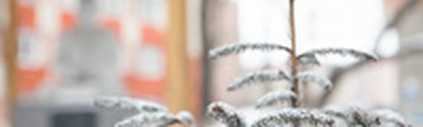 Вчера во Владивостоке прошел снег