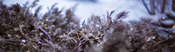 Завтра в крае потеплеет, местами пройдет небольшой снег