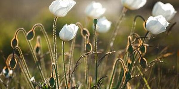 Контрастный фон дневных температур будет в Приморье до конца недели