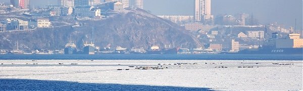 Чем дышал Владивосток с 1 по 10 декабря?