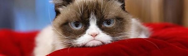 Сердитого кота увековечили в музее Тюссо