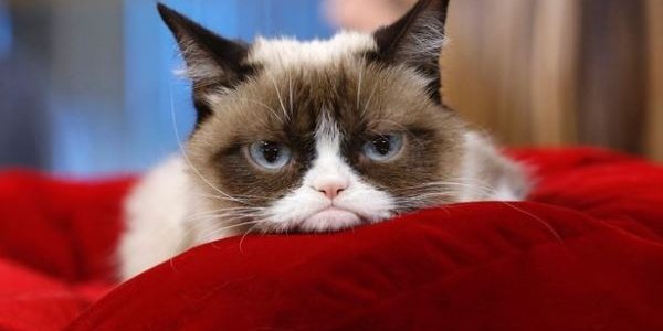 Сердитого кота увековечили в музее Тюссо