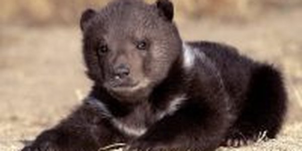 Рыбак помог медведице спасти медвежонка