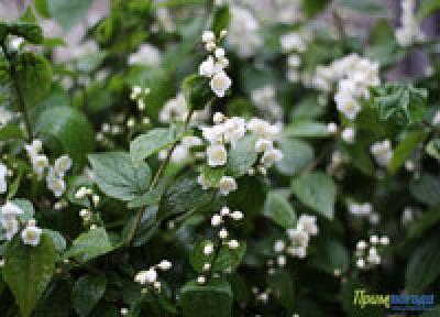 Начало недели в Приморье было дождливым