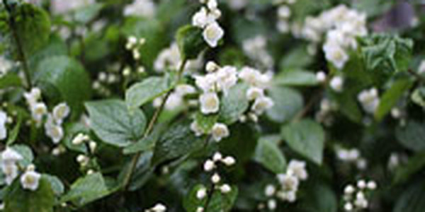 Начало недели в Приморье было дождливым