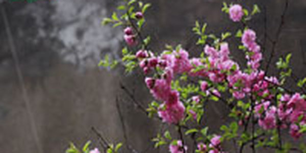 Завтра в Приморье ожидаются дожди различной интенсивности