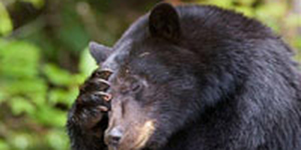 Медведи умеют считать