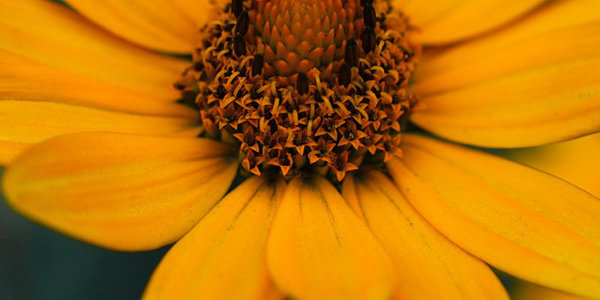 В Приморье в ближайшие сутки без осадков и до +33 ºС