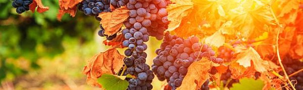 Дачники Владивостока примут участие в мастер-классе по подготовке винограда к зиме