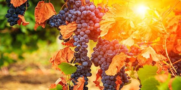 Дачники Владивостока примут участие в мастер-классе по подготовке винограда к зиме