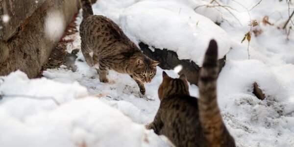 В пятницу в Приморье местами потеплеет до +6 °С 