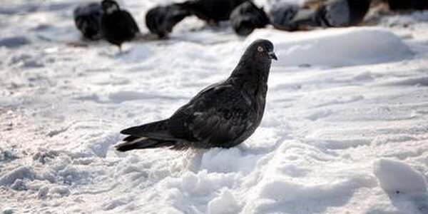 Стало известно, какая погода ожидается в Приморье в последнюю рабочую неделю февраля