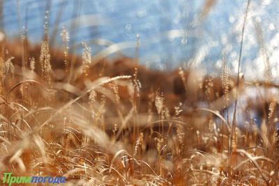 «Температурные качели»: всё о погоде в Приморье на этой неделе 