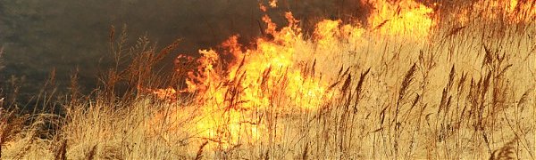 Противопожарный режим введен в восьми муниципалитетах Приморья