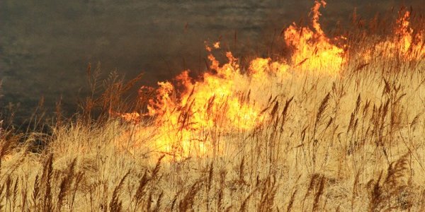 Противопожарный режим введен в восьми муниципалитетах Приморья