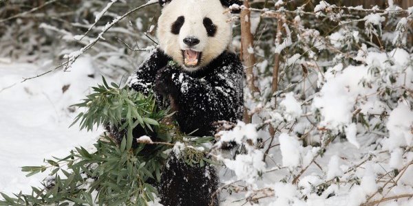 Холодный циклон накрыл Китай