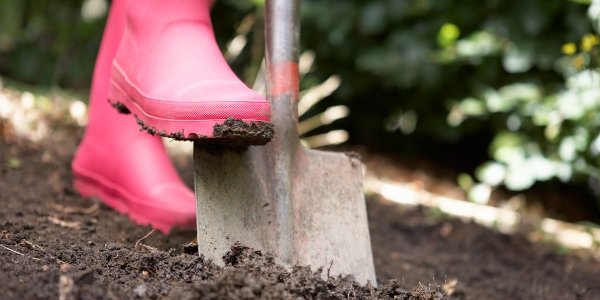 В России стали чаще интересоваться огородом