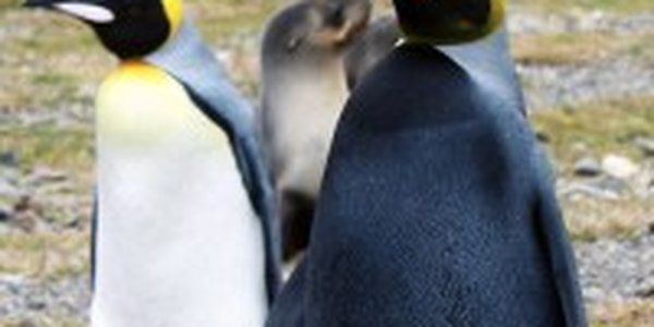 Экологи обнаружили абсолютно черного пингвина (ФОТО)