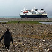 Экологи обнаружили абсолютно черного пингвина (ФОТО)