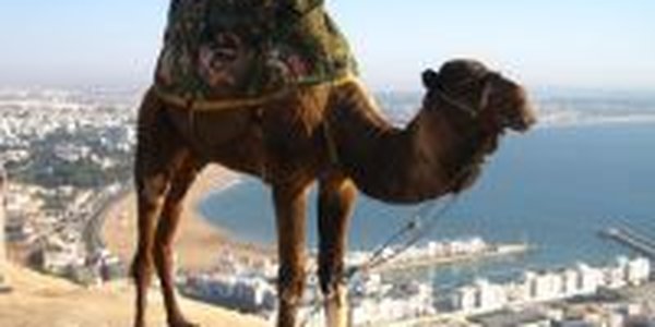 Самый красивый верблюд Саудовской Аравии получит автомобиль