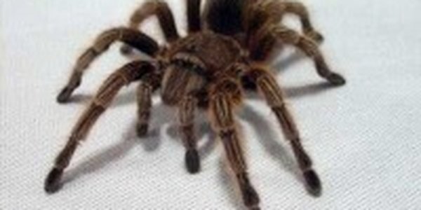  Яд тарантула может стать лекарством от неизлечимой болезни