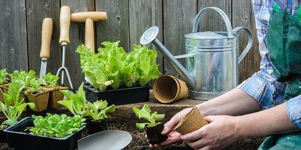 Лучшие дачники Владивостока получат по 30 тысяч рублей