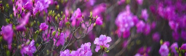 В октябре во Владивостоке высадят почти 3 тысячи рододендронов