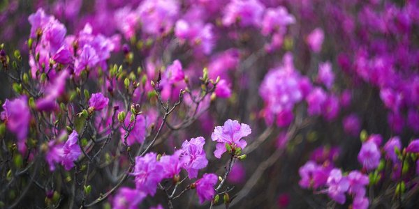 В октябре во Владивостоке высадят почти 3 тысячи рододендронов