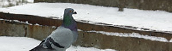 Завтра небольшой снег сохранится на севере края