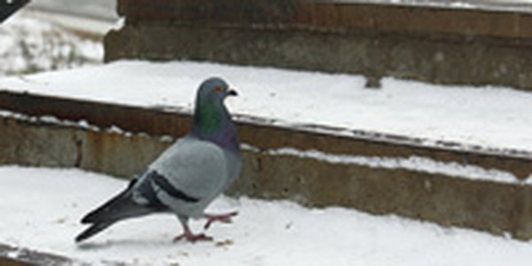 Завтра небольшой снег сохранится на севере края