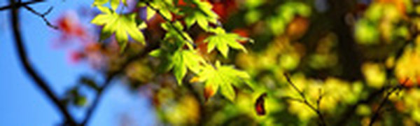 Температурные рекорды сентября и прекрасные осенние листья
