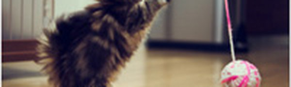 Единая Россия регламентирует правила содержания домашних животных 