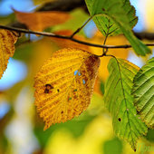 Температурные рекорды сентября и прекрасные осенние листья