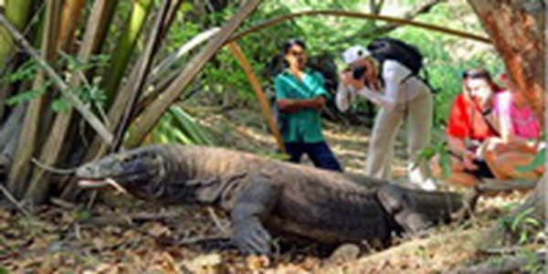 Пожилая жительница Индонезии дала отпор двухметровому варану