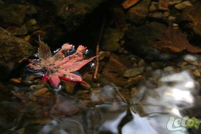 До 27 мм осадков выпало в Приморье в первые выходные октября