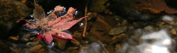 До 27 мм осадков выпало в Приморье в первые выходные октября