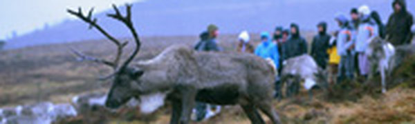 Одомашненные олени в Великобритании