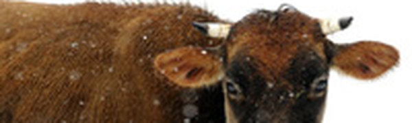 Защитники животных заклеймят себя каленым железом