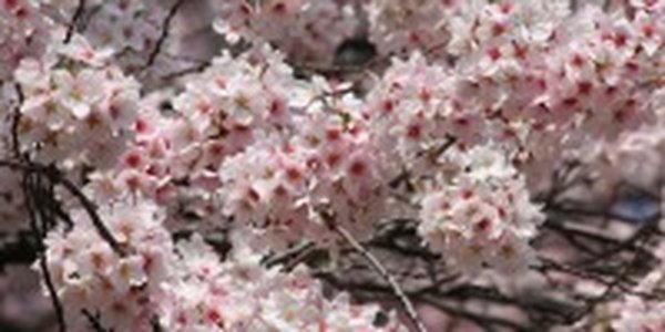 Японцы собираются в парках и скверах полюбоваться цветущей сакурой