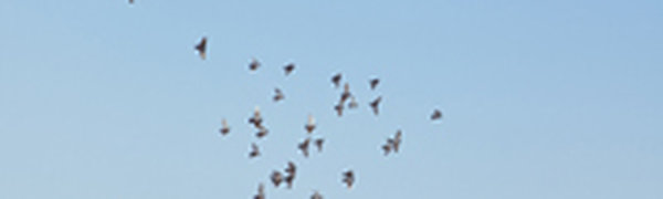 В последующие двое суток в Приморье будет дождливо