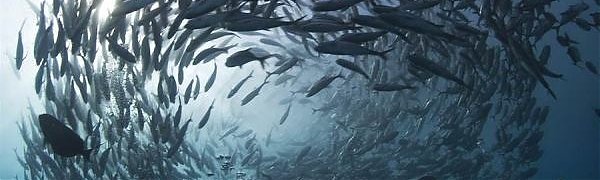 Численность морских обитателей сократилась вдвое за последние 45 лет