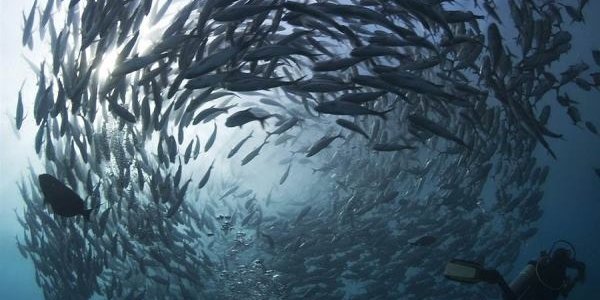 Численность морских обитателей сократилась вдвое за последние 45 лет