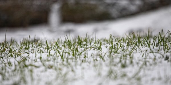 На северо-востоке Приморья образовался первый снежный покров
