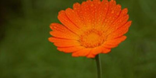 В Северном полушарии 21 марта наступила астрономическая весна