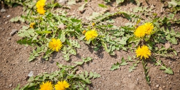 В четверг в Приморье ожидается до +22 °С, на побережье прохладно