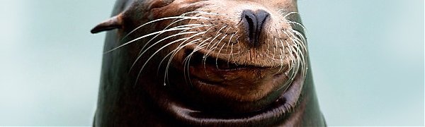 Морские львы загорают в шезлонгах на Галапагоссах (ВИДЕО)